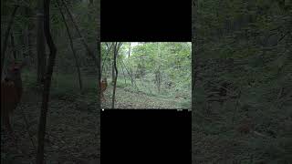 Fawn Spaz Attack 7222024 shorts trailcam deer fawn [upl. by Arot]