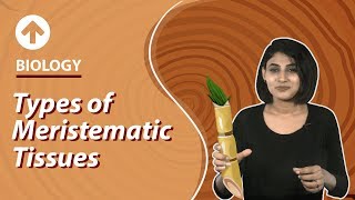 Types of Meristematic Tissues  Structural Organisation In Plants  Biology  Class 9 [upl. by Idelson]