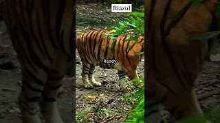 Fascinating Facts About Tigers Wildlife shorts [upl. by Lanctot]