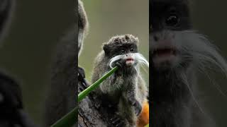 Emperor Tamarin learn emperortamarin tamarin wildlife education mustache [upl. by Eolcin]