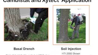 Webinar Chlorosis Management and Treating Bacterial Leaf Scorch [upl. by Liam]