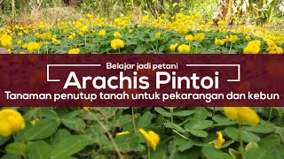 Arachis PintoiTanaman penutup tanah yang kaya manfaat  Plant ground cover crops have many benefits [upl. by Dosh]