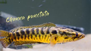 spotted snakehead Channa punctata [upl. by Norrehs]