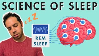 Sleep Stages Sleep Cycle and the Biology of Sleep [upl. by Ludovico4]