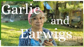 Garlic and Earwigs [upl. by Merriott]