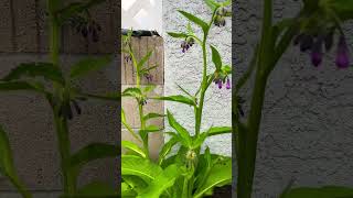 How I use comfrey in my garden shorts viral fyp youtubeshorts garden fertilizer [upl. by Cirred]