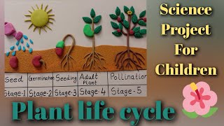 Plant life cycle  plant life cycle project [upl. by Sheilah]