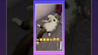 cats cat sortvideo 🤣🤣🤣 [upl. by Binky508]