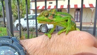 WILD Chameleons in the CITY Herping South Africa [upl. by Idram38]