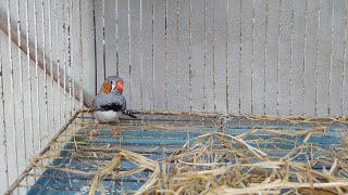 Finch birds Beautifil zebra Finch java Finch [upl. by Hindorff934]