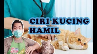 CIRI KUCING HAMIL DAN CARA MENGHITUNG KELAHIRAN BAYI KUCING SERTA GROOMING KERING UNTUK KUCING HAMIL [upl. by Kinelski]