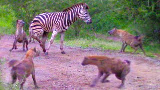 HYENAS EAT ZEBRA ALIVE WHILE IT TRIES TO ESCAPE [upl. by Mordecai]