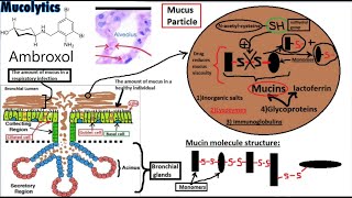 PHARMACOLOGY of EXPECTORANTS Secretion Enhancers and Mucolytics [upl. by Ardeid]