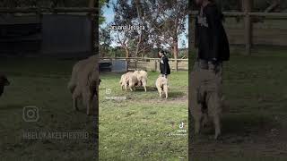 14 week old kelpie pup works sheep [upl. by Loftus557]