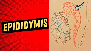 Epididymis [upl. by Rosamund427]