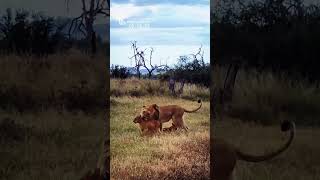 Lioness Playing With Her 3 Little Cubs Funny and Cute Animal Cub Videos [upl. by Oloap]