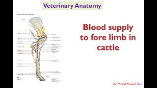 blood suppy to forelimb in cattle  Veterinary antomy first year BVSc Pooshmati [upl. by Wolfy337]