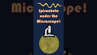 Spiral Bacteria Spirochete Under the Microscope Spirochete microscopeview scienceshorts [upl. by Gregrory]