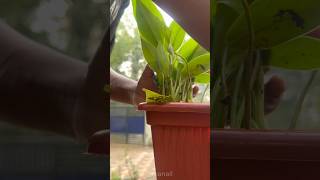 Philodendron plant repotting 🍃gardening garden philodendron [upl. by Lew]