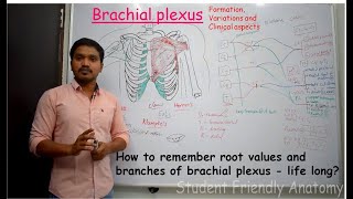 Brachial plexus For beginners  How to remember root values and branches of brachial plexus [upl. by Abana138]