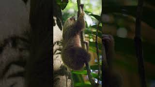 Two Toed Sloth Climbing to Safety shorts [upl. by Alohcin14]