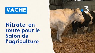 Une vache ardennaise en route pour le concours général agricole du Salon de lAgriculture 2024 [upl. by Khichabia]