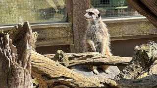 Shepreth Wildlife Park Cambridgeshire A great family day out [upl. by Suolevram294]