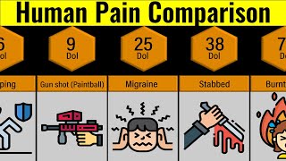 Comparison Human Pain [upl. by Anot675]