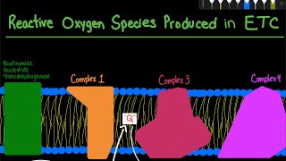 Reactive Oxygen Species Formation in the Mitochondria and Defence Mechanism  Biochemistry [upl. by Einnaoj301]