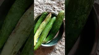 Sponge🥒Gourd Cucurbits Luffa aegyptiaca satisfying shorts short 4k spongegourd garden new [upl. by Nitsuj677]