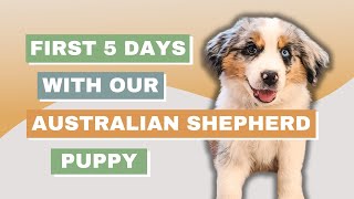 First 5 Days with our Australian Shepherd Puppy [upl. by Demy]