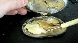 Bivalve Anatomy freshwater mussel [upl. by Yeknarf918]