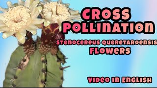 Crosspollination Stenocereus queretaroensis flower [upl. by Chally]