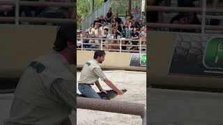 Bold Alligator Handler Grabs Gator’s Mouth While Sitting on Top  Gatorland Extreme alligator [upl. by Sybila]