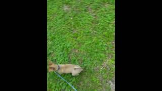 Chihuahua mops mischling funy [upl. by Bate645]