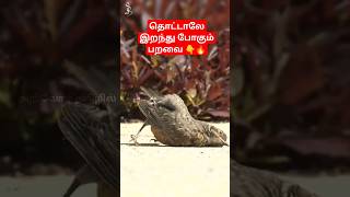 😱 உலகின் விசித்திரமான வித்தியாசமான பறவை 👇titoni shortvideo facts science history shortfeed [upl. by Eiramassenav]