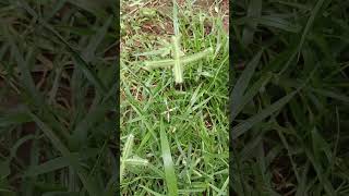 Eleusine indicaGoosegrass of KonaseemaIndian crowfoot grass in the backyard [upl. by Lancelot]