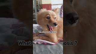 ivri clinical case diagnosis ivripolyclinic doglover ivri veterinary medico neet doglover [upl. by Anestassia]