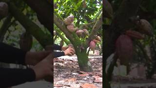 Cacao fruit tree image short shots [upl. by Mathian]