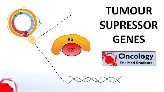 6 Tumour Suppressor Genes Retinoblastoma and the two hit hypothesis p53 [upl. by Lucrece]