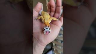 Leopard Gecko Tail grow back [upl. by Llenyr482]