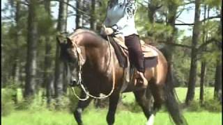 Dale Brown Performance Horses [upl. by Trebliw90]