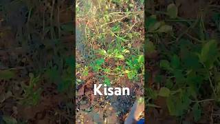 kheti kisani [upl. by Resee]