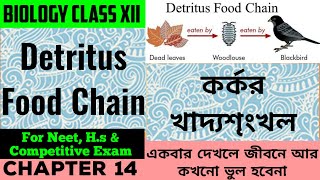 Detritus Food Chain বাস্তুতন্ত্র  Class Xii Biology [upl. by Chad]