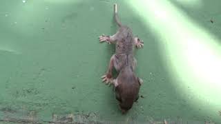 Zorrito de Cuatro Ojos juvenil inmaduro Philander oposum  Gray Foureyed Opossum Video 02 [upl. by Aihc]