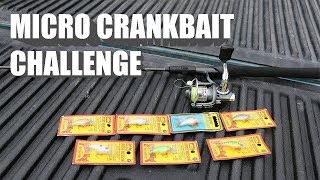 Micro Crankbait Challenge crazy thing happens [upl. by Anaed]