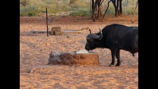 Namibia 2021 part 12 Waterberg [upl. by Nalyak]