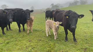 Charolais at Dalswinton Estates April 2023 [upl. by Aihsikal243]