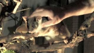 Friendly Ringtail Possum in my Backyard  Australian Native Animal  PoathTV [upl. by Edahc565]