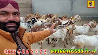 pure makhi cheeni full havey tyar praignint goats at bismillah Goat Farm goat farming in Pakistan [upl. by Atteoj]